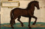Wie die Streitbarn Pferdt 1570 02.jpg