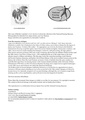 Thumbnail for version as of 02:10, 12 July 2020