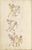 MS 26-232 66v.jpg